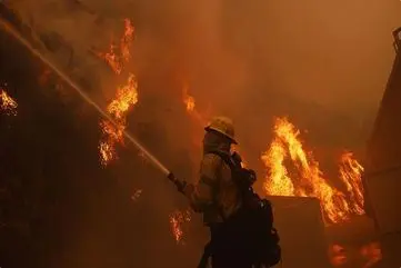 بازگشت‌ناپذیری بخشی از جنگل‌های سوخته پس از آتش سوزی | گونه های جدید نکارید +ویدئو