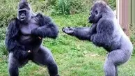 دعوای ترسناک دو گوریل در باغ وحش+ویدئو 