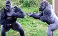 دعوای ترسناک دو گوریل در باغ وحش+ویدئو 