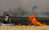 آتش سوزی در 200 هکتار از گندمزارهای ایذه