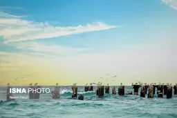 وجود فلزات سنگین در سواحل جزیره کیش