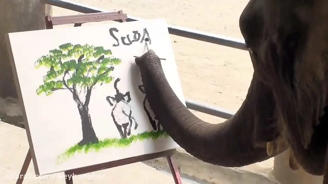 ببینید این فیل بامزه نقاشی می‌کنه | استعداد عجیب این فیل در  باغ وحش +ویدئو