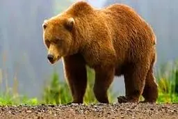 دستور کشتن خرس مهاجم داده شد