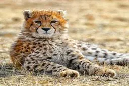 چرا پیروز گردن بند طبی بسته؟ | وضعیت حالش وخیم است؟ + عکس