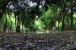 پارک لاله   |  مظنونان حادثه پارک لاله در تهران بازداشت شدند.