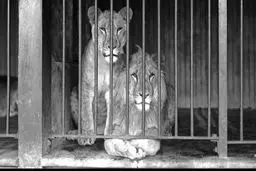 چه کسی اولین باغ وحش را ساخت؟