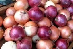 قیمت خرید پیاز از کشاورزان به 400 تومان کاهش یافت 