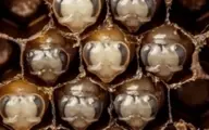 لحظه‌ی عجیب متولد شدن زنبور عسل+ویدئو 