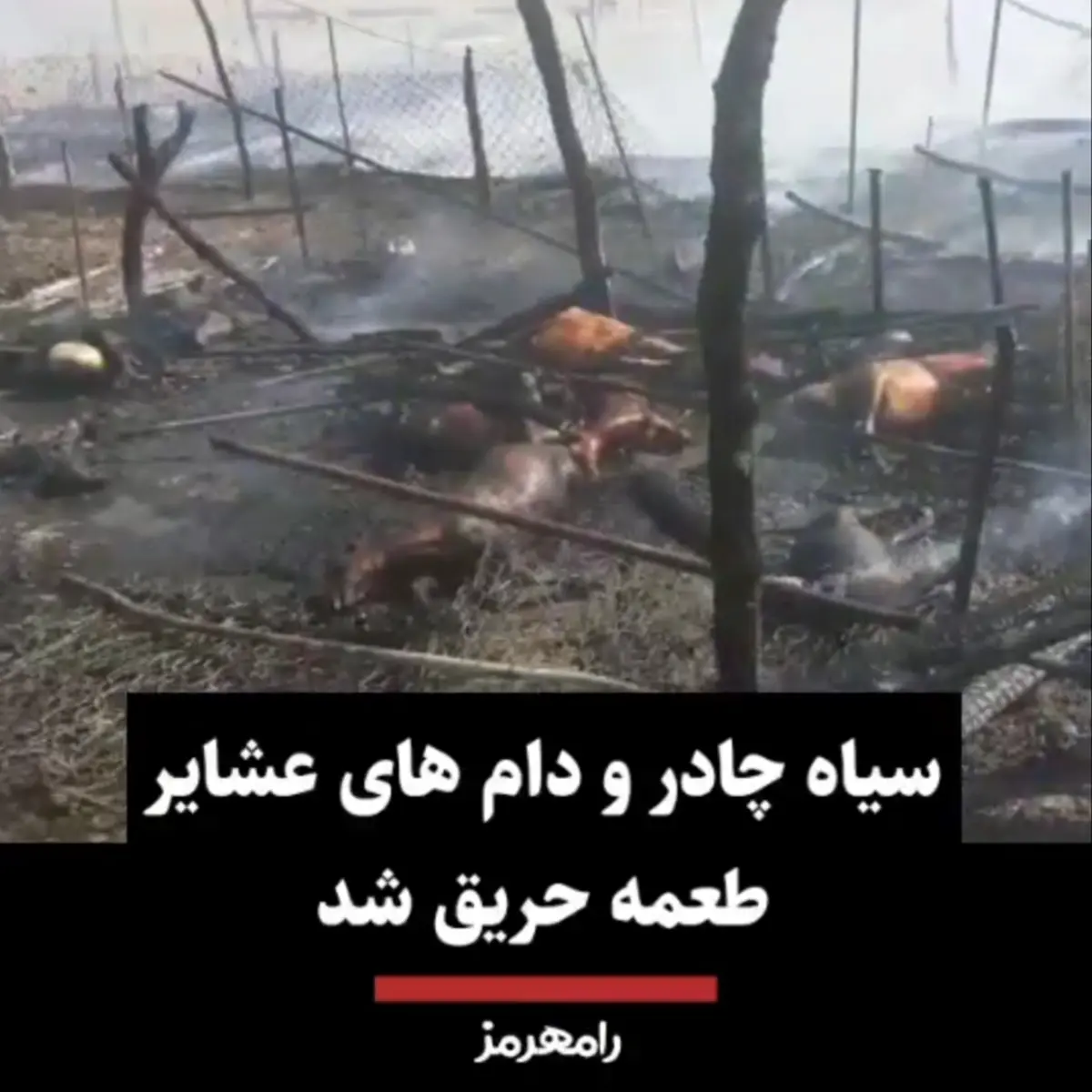 سیاه چادر و دام های عشایر طعمه حریق شد + ویدئو