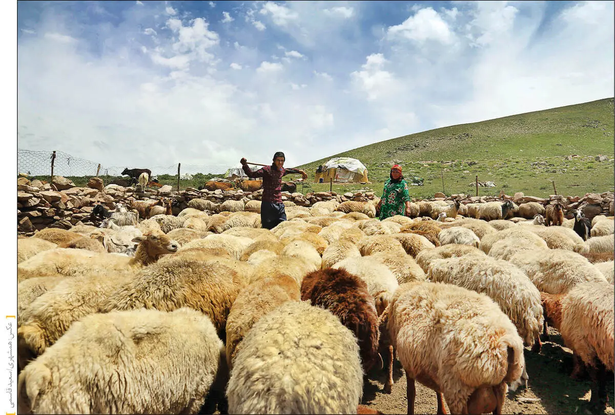 عشایر؛ قربانیان بازار گوشت