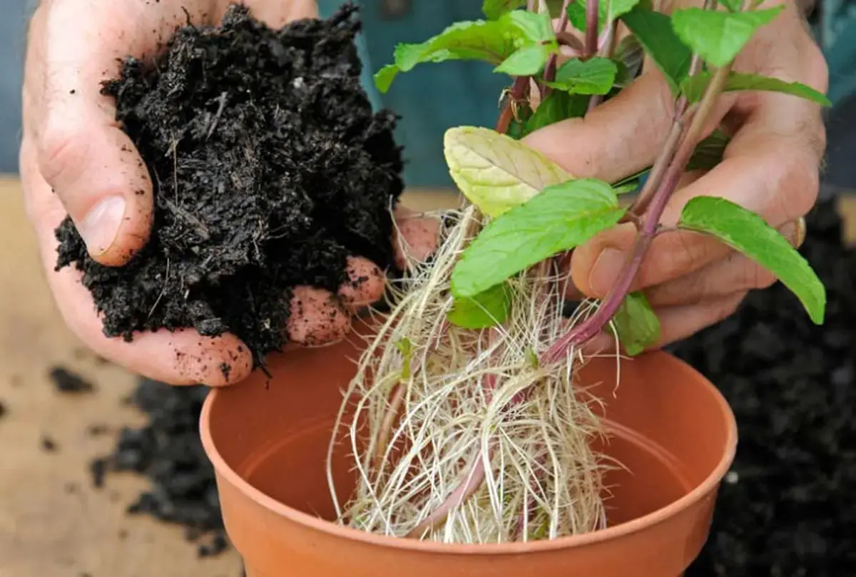 بهترین روش کاشت نعنا در خانه | بدون نیاز به گلدان در بطری نعنا بکار