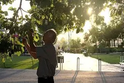 آیا خوردن توت‌ از درختان تهران خطرناک است؟ | شهرداری به دلیل سفیدبالک‌ها دیگر درخت توت نمی‌کارد