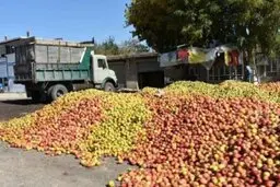 چه کسی مقصر از بین رفتن هزاران تن میوه مازاد است؟