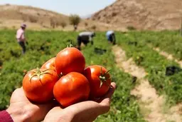 گران‌فروشی را پای کشاورزان ننویسید