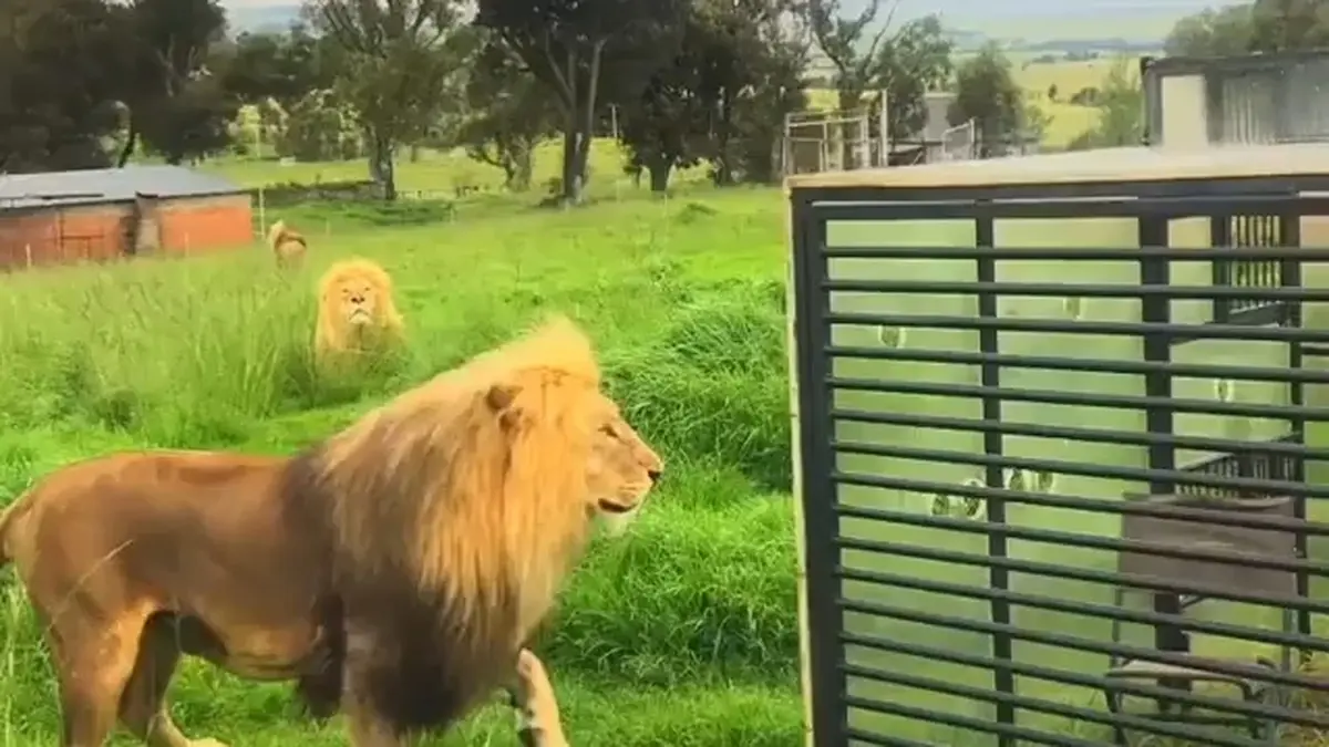 باغ وحشی که در آن حیوانات آزاد و انسان‌ها در قفس هستند!+ویدئو