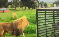 باغ وحشی که در آن حیوانات آزاد و انسان‌ها در قفس هستند!+ویدئو