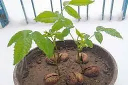 چگونه با یک گردو، یک درخت گردوی پربار بکاریم ؟ | راهنمای کامل پرورش درخت گردو از طریق کاشت تنها یک گردو