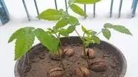 چگونه با یک گردو، یک درخت گردوی پربار بکاریم ؟ | راهنمای کامل پرورش درخت گردو از طریق کاشت تنها یک گردو