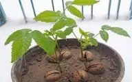 چگونه با یک گردو، یک درخت گردوی پربار بکاریم ؟ | راهنمای کامل پرورش درخت گردو از طریق کاشت تنها یک گردو