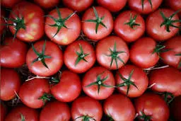 کاهش قیمت جهانی مواد غذایی رکورد زد 