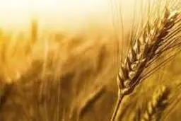 قیمت خرید تضمینی گندم در سال ۱۳۹۹ تعیین شد