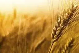 قیمت خرید تضمینی گندم در سال ۱۳۹۹ تعیین شد