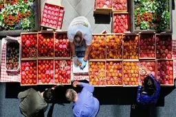 رکب محتکران و دلالان میوه| فساد 250 هزار تن میوه محتکران و دلالان میوه 