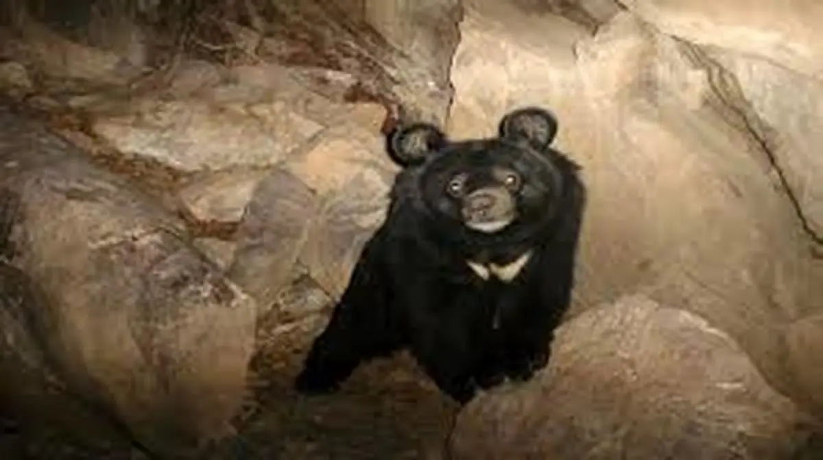 یک معدن و نگرانی برای خرس‌های «مم»