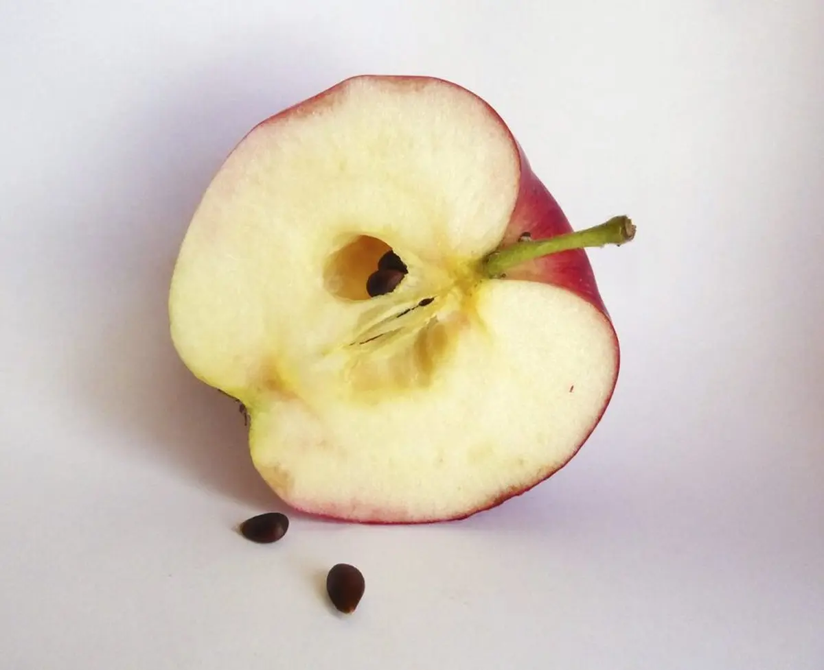 هسته‌ی سیب را بخورید! | فواید عجیب هسته‌ی سیب که هرگز نمی‌دانستید