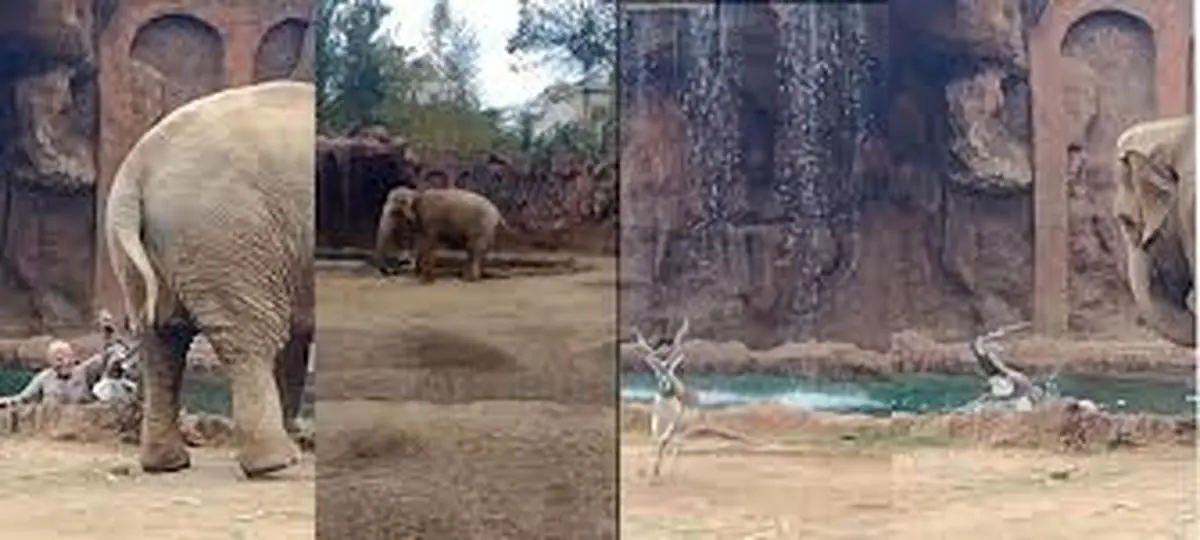 تلاش حیرت‌انگیز فیل برای نجات بز کوهی+ویدئو 