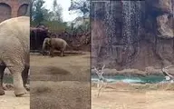 تلاش حیرت‌انگیز فیل برای نجات بز کوهی+ویدئو 