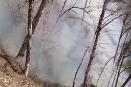 جنگل های رامسر غرق در آتش و دود