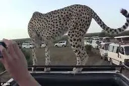 لحظاتی هیجان‌انگیز با یک چیتا  +ویدئو