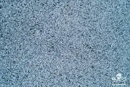 بیش از صد هزار ماهی مرده به اقیانوس اطلس ریخته شد!+ویدئو