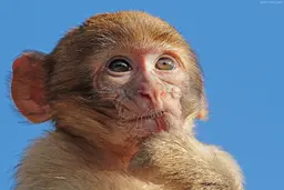 ویدئو وحشتناک از حمله میمون عصبانی با ساطور به نگهبان سیرک!  + ویدئو