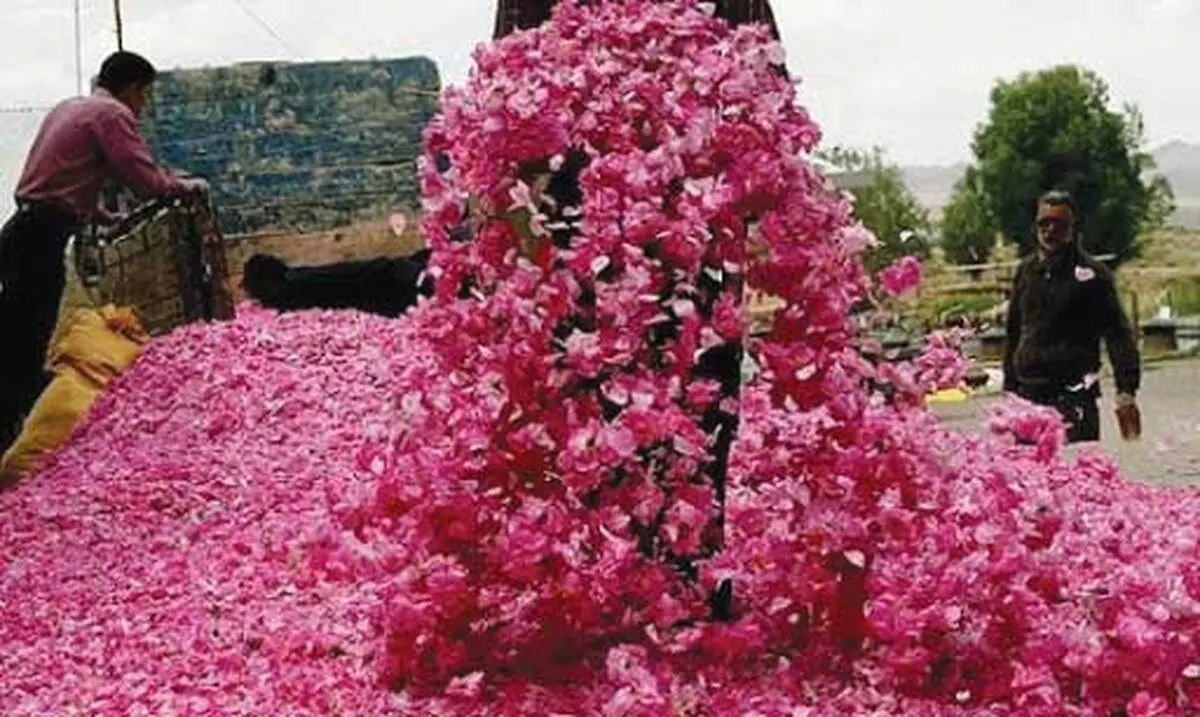 بیکاری ۷۰ هزار شاغل در صنعت گل و گلابگیری 