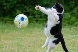 دروازه‌بانی حیرت‌انگیز یک گربه! | یک سد مستحکم!+ویدئو