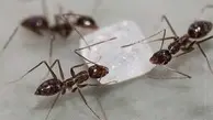 چطور مورچه‌های درون قند و شکر را فراری دهیم؟ 