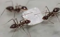 چطور مورچه‌های درون قند و شکر را فراری دهیم؟ 