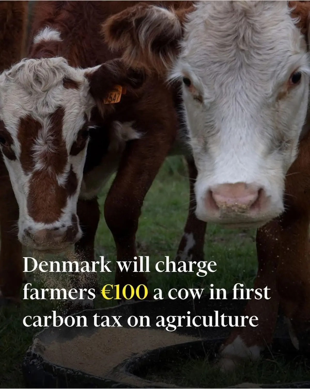 دانمارک در اقدامی پیشگامانه، مالیات کربن بر گاوها را به ۱۰۰ یورو در سال افزایش می‌دهد! | دانمارک متعهد شده تا انتشار گازهای گلخانه‌ای خود را تا سال ۲۰۳۰ به میزان ۷۰ درصد کاهش دهد