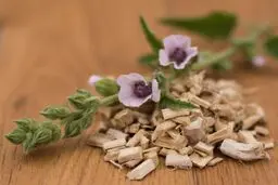 پنیرک پف ‌نبات؛ داروخانه ای درون یک گیاه! | از سرماخوردگی تا کمک به کاهش درد + عکس