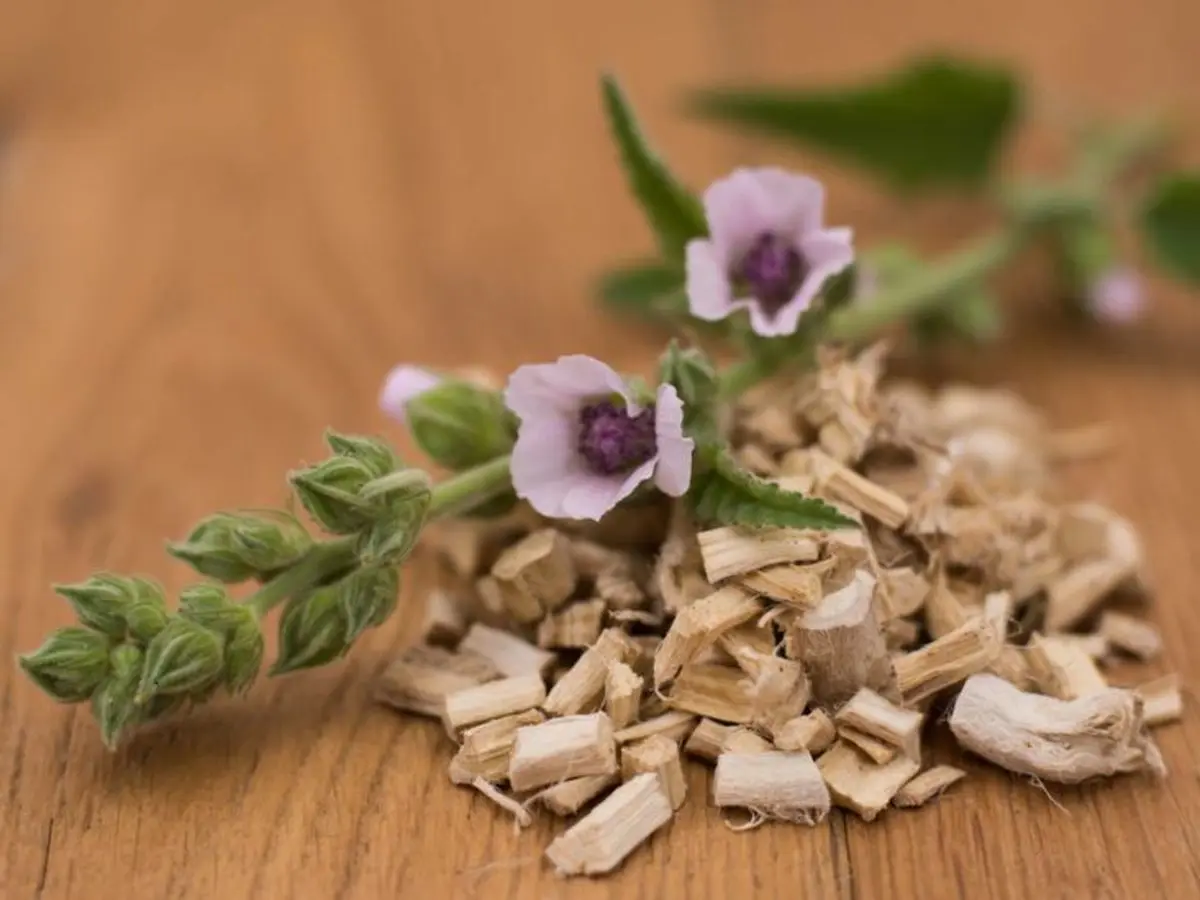 پنیرک پف ‌نبات؛ داروخانه ای درون یک گیاه! | از سرماخوردگی تا کمک به کاهش درد + عکس