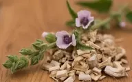 پنیرک پف ‌نبات؛ داروخانه ای درون یک گیاه! | از سرماخوردگی تا کمک به کاهش درد + عکس
