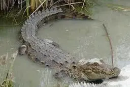 حمله ناباورانه تمساح به یک شناگر!+ویدئو