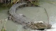 حمله ناباورانه تمساح به یک شناگر!+ویدئو