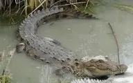 حمله ناباورانه تمساح به یک شناگر!+ویدئو