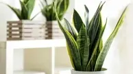 کدام گیاهان آپارتمانی اکسیژن ساز هستند؟ | گیاهانی که برای کاهش اضطراب و افسردگی کمک می‌کنند