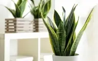کدام گیاهان آپارتمانی اکسیژن ساز هستند؟ | گیاهانی که برای کاهش اضطراب و افسردگی کمک می‌کنند