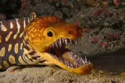 قدرت دندان‌های ماهی گوشتخوار + ویدیو