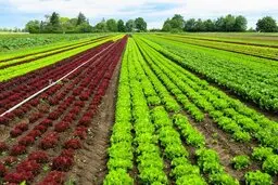 تائید سموم بالا در برگشت صادرات کشاورزی